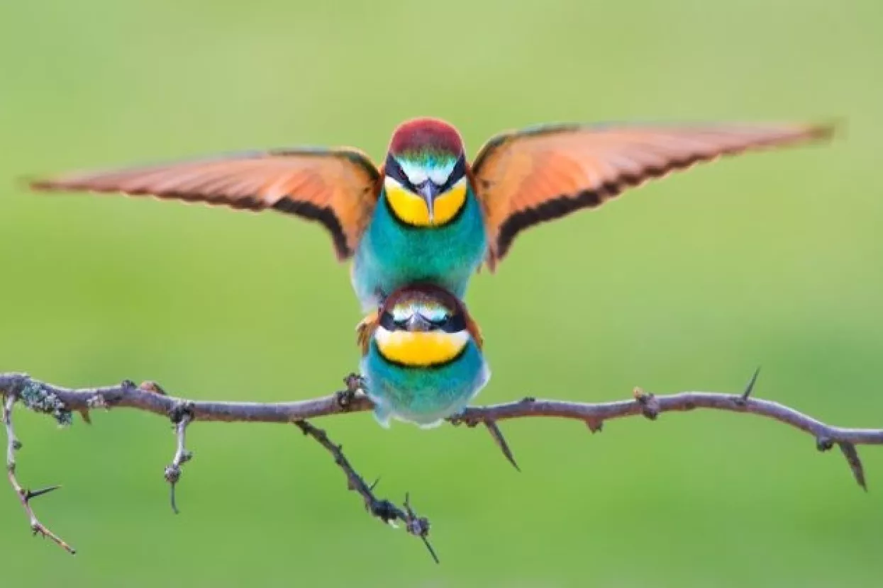 Sony World Photography Awards 2018: Hat-trick 'O&scaron;trog oka' iz Goričana