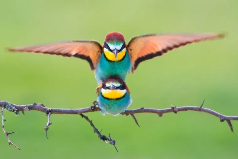 Sony World Photography Awards 2018: Hat-trick 'O&scaron;trog oka' iz Goričana