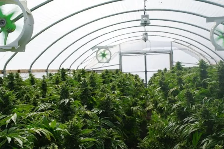 Osamdesetogodi&scaron;njaka 'opalila po džepu' plantaža marihuane najmoprimca