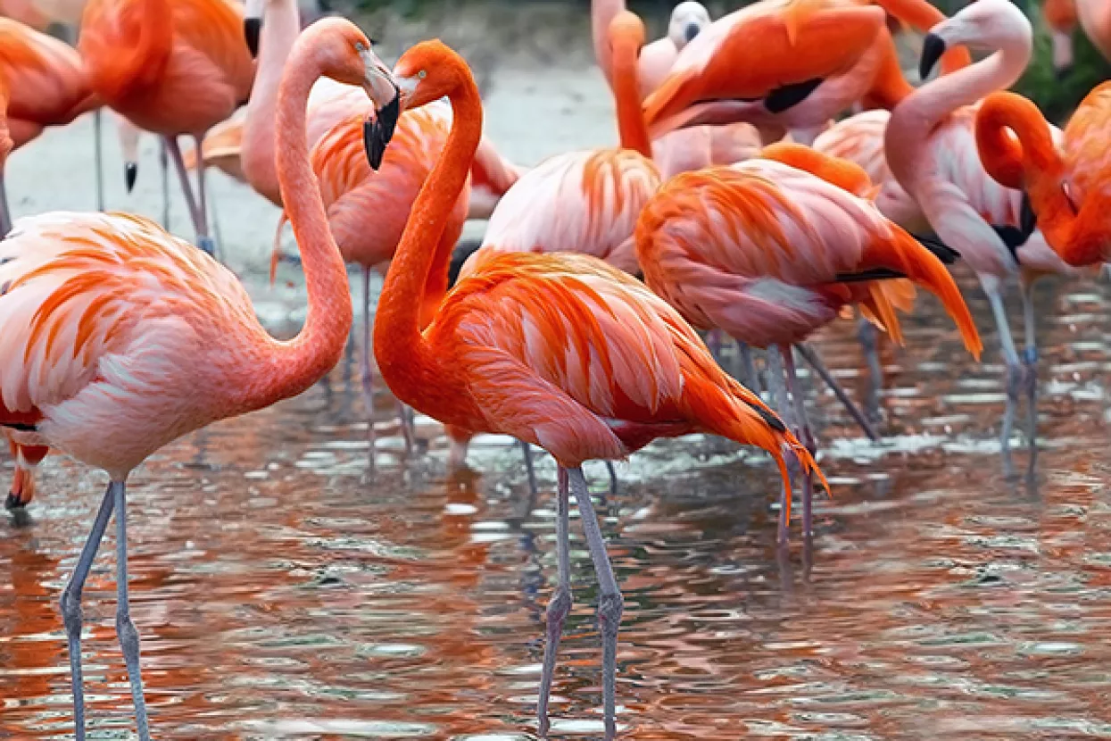 U nedjelju ZOO ple&scaron;e
