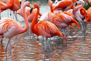 U nedjelju ZOO ple&scaron;e
