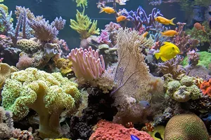 Australija spa&scaron;ava Veliki koraljni greben