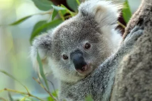 Australija ulaže milijune u spas simpatičnih krznatih tobolčara