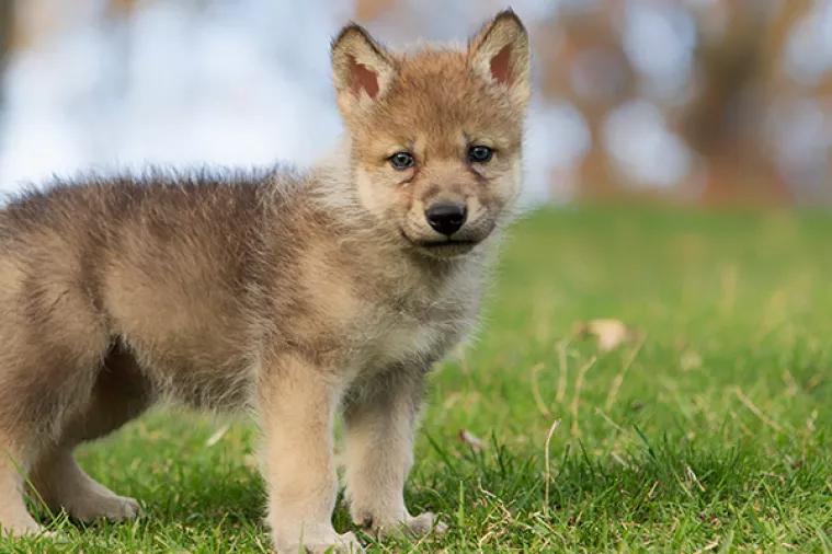 U zagrebački ZOO do&scaron;ao podmladak - tri vučića