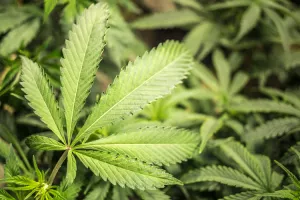 Kanada prva država G7 koja je legalizirala kanabis