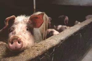 &Scaron;teta od požara na farmi PIK-a Vinkovci ogromna, stradalo 10 tisuća svinja