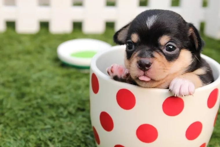 Psi i mačke dobili svoje pivo i vino - Bottom Sniffer i Pawsecco