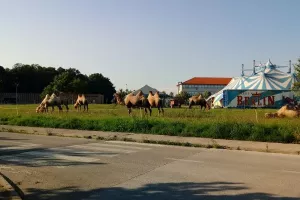 Zapre&scaron;ićke deve dobro uhranjene i primjereno udaljene od zgrada - veterinarska inspekcija