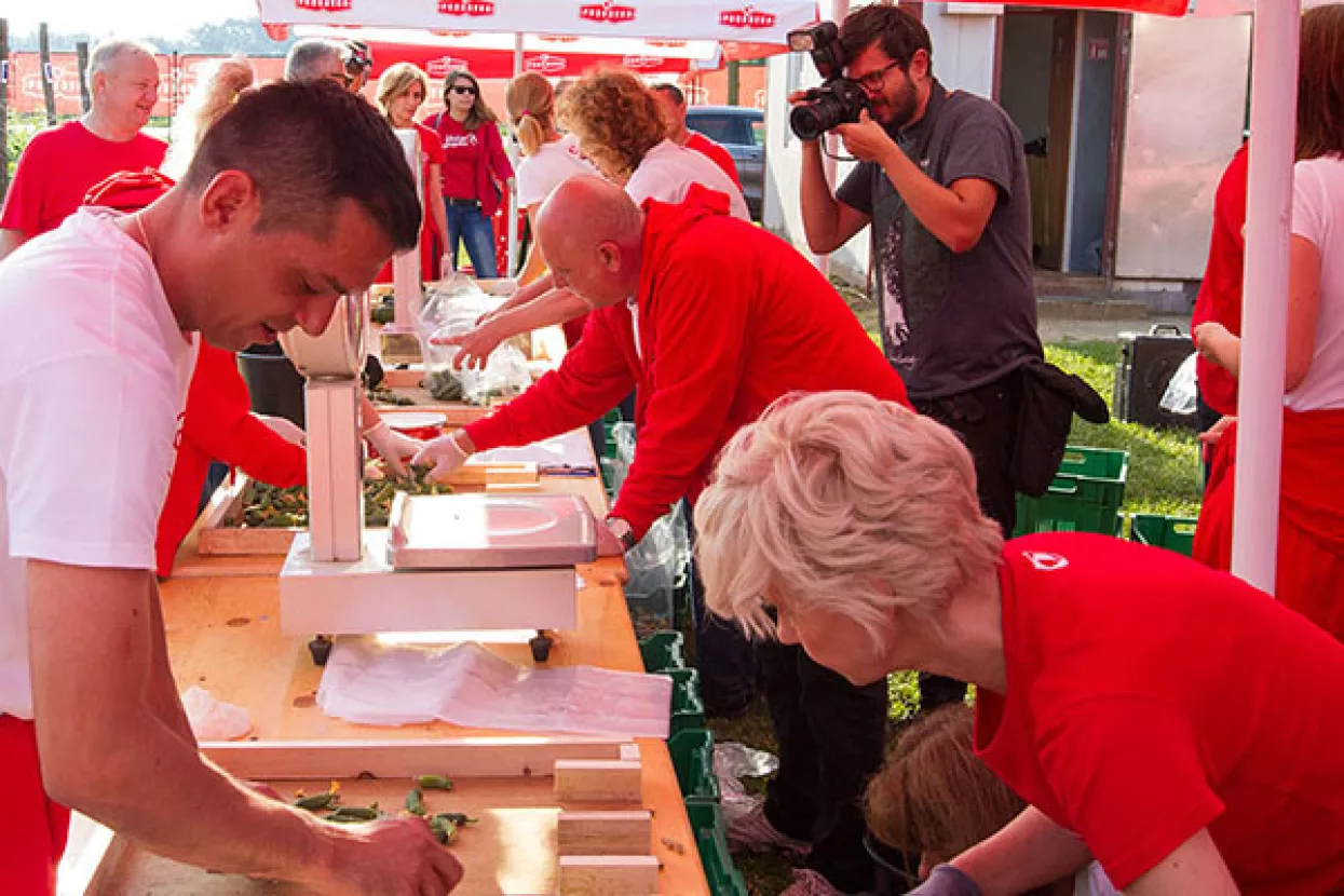 FOTO: Menadžeri Podravke od zore su u 'poljskom uredu', sve u čast krastavaca