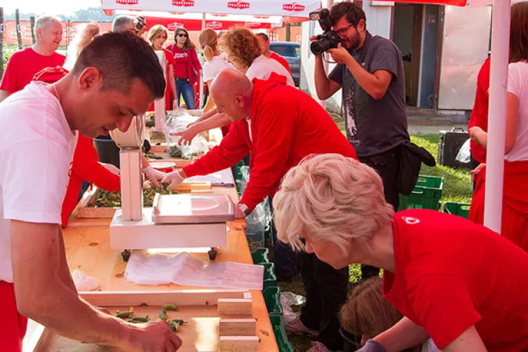 FOTO: Menadžeri Podravke od zore su u 'poljskom uredu', sve u čast krastavaca
