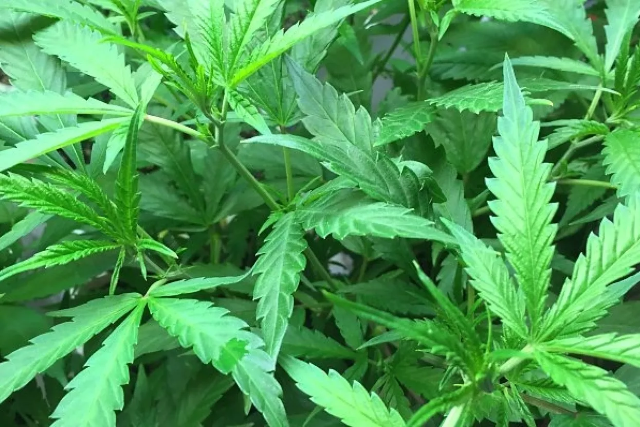 SAD: Kuće u Coloradu poskupjele 6 posto nakon &scaron;to je marihuana legalizirana