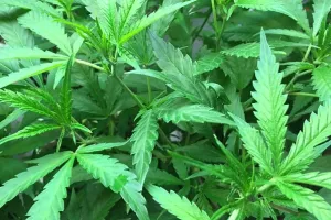 SAD: Kuće u Coloradu poskupjele 6 posto nakon &scaron;to je marihuana legalizirana