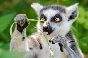 Simpatični lemuri na rubu izumiranja