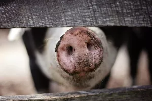 Ekolo&scaron;ka poljoprivreda u porastu, uzgoj svinja bilježi rast od 36 posto