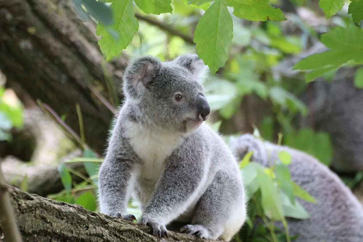 Krčenje &scaron;uma 'kritično ugrožava' opstanak koala u Australiji