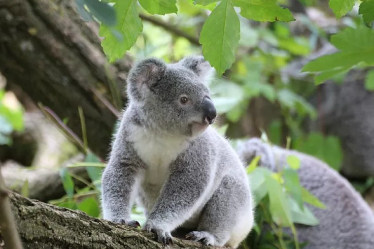Krčenje &scaron;uma 'kritično ugrožava' opstanak koala u Australiji
