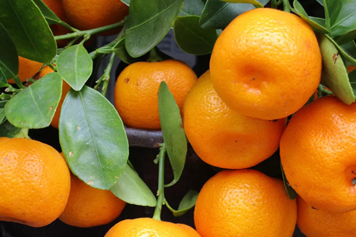 Očekuje se 60 tisuća tona mandarina, čak trostruko vi&scaron;e nego lani