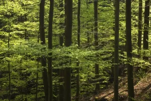 Opožareni Mosor po&scaron;umljen s 3 tisuće sadnica u akciji Boranka