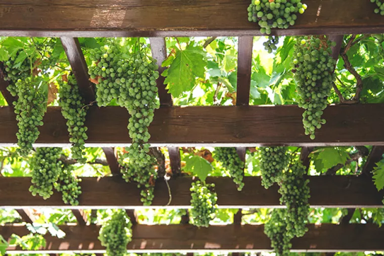 Proizvodnja vina pada, a novi Zakon o vinu ne rje&scaron;ava goruće probleme