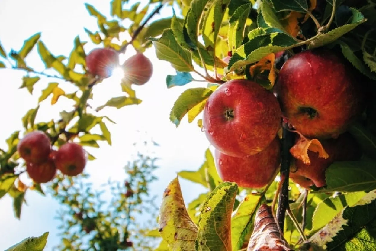 Prodaje se farma McIntosh jabuka, nadahnuća Appleovog loga