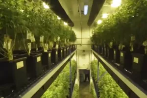 Kanadski poduzetnici spremni za legalizaciju, na kanabisu već zarađuju milijarde