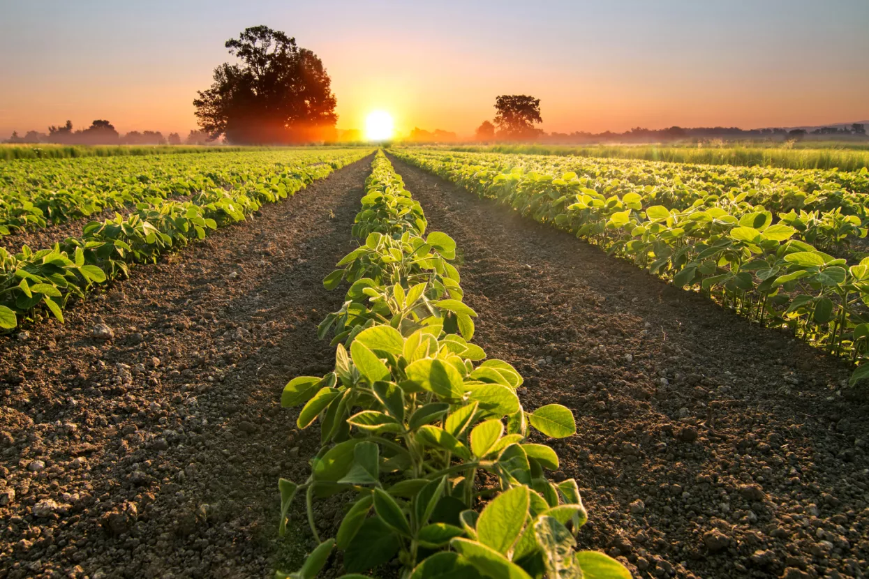 Tako se diže cijena - američki farmeri stopirali prodaju sojinog zrna jer očekuju jo&scaron; veću cijenu u siječnju