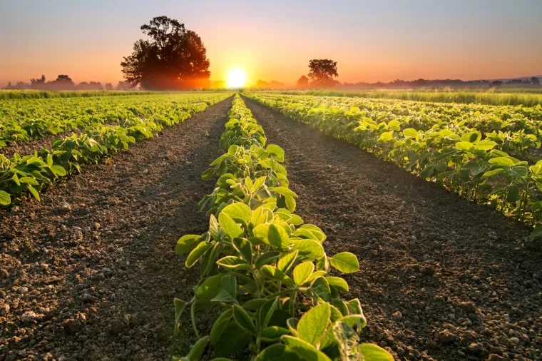 Tako se diže cijena - američki farmeri stopirali prodaju sojinog zrna jer očekuju jo&scaron; veću cijenu u siječnju