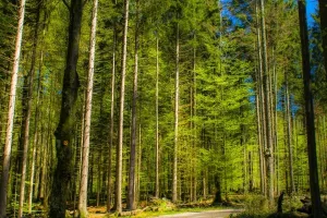 EU strategija bioraznolikosti privatne &scaron;umovlasnike dovodi do gubitka 600 milijuna eura