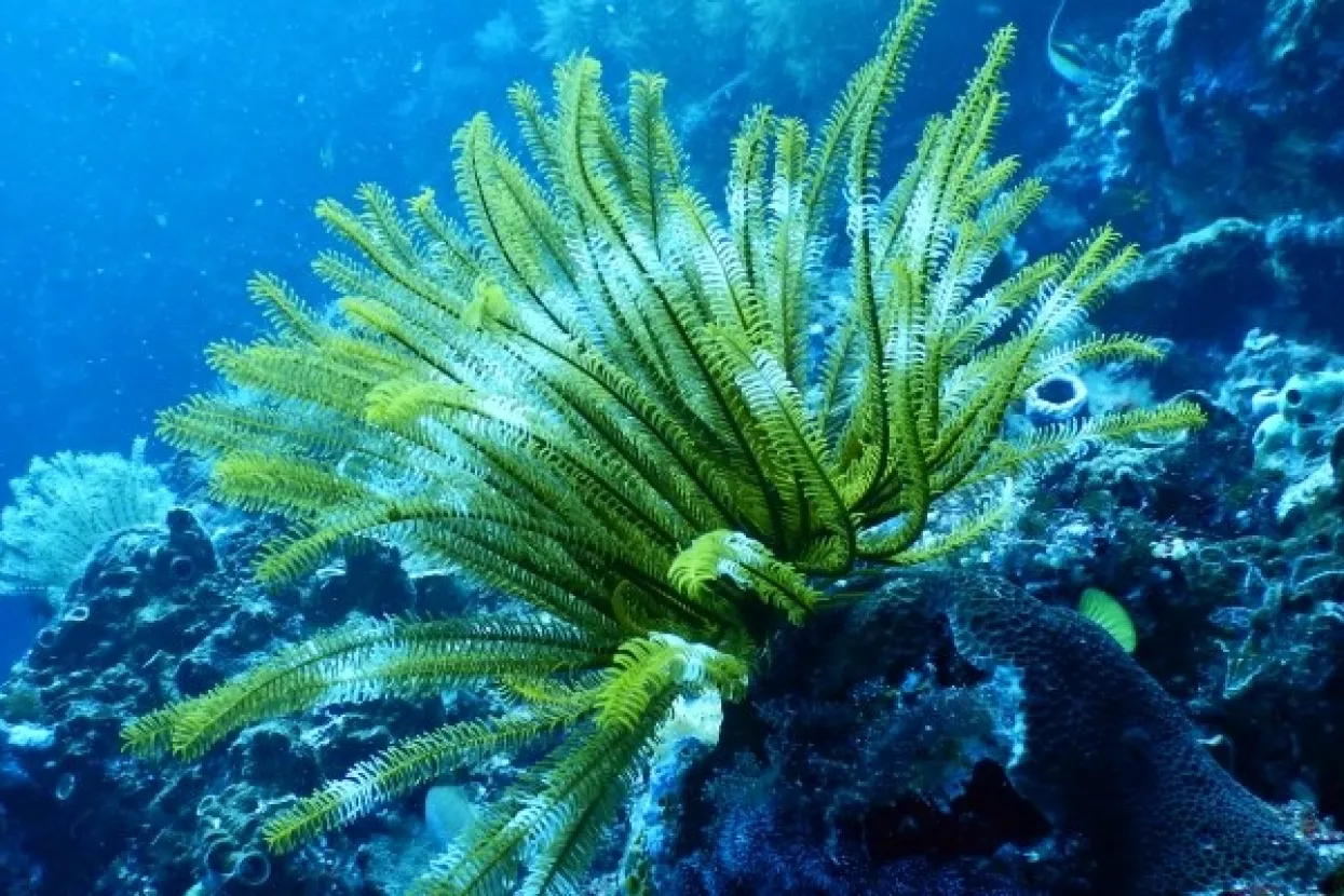 Svjetski dan oceana: WWF poziva vlade na "Plavu strategiju oporavka"