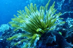 Svjetski dan oceana: WWF poziva vlade na "Plavu strategiju oporavka"