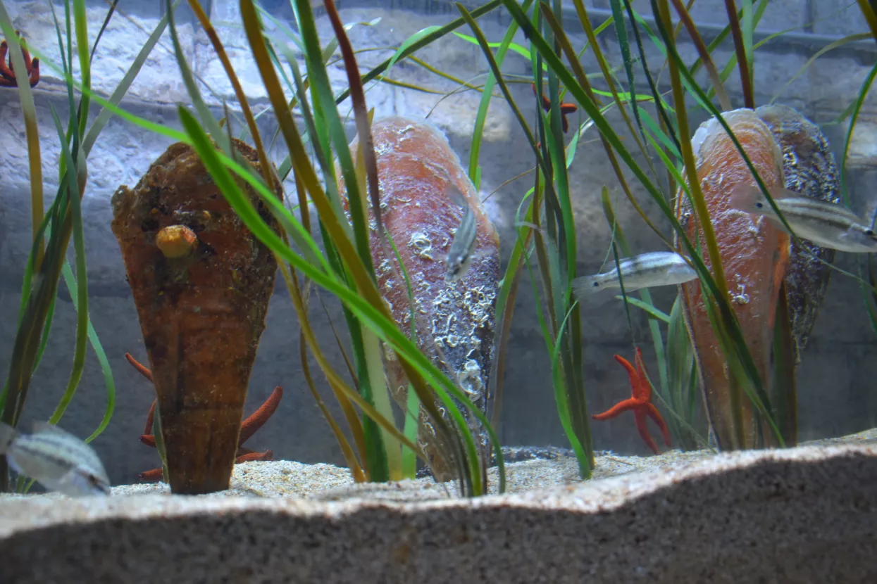 Gebr&uuml;der Weiss i Aquarium Pula zajedno za spas plemenite periske