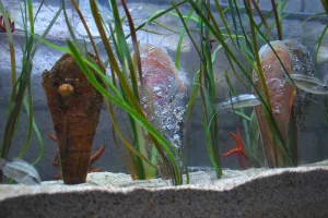 Gebr&uuml;der Weiss i Aquarium Pula zajedno za spas plemenite periske