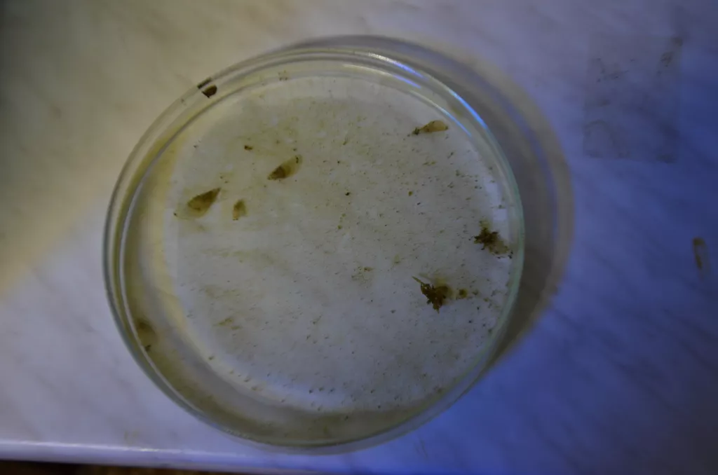 Gebr&uuml;der Weiss i Aquarium Pula zajedno za spas plemenite periske