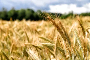Cijena žitarica najvi&scaron;a u desetljeću, svjetske zalihe najniže u zadnjih pet godina