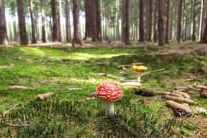 Do božje molekule na psihodeličnom odmoru