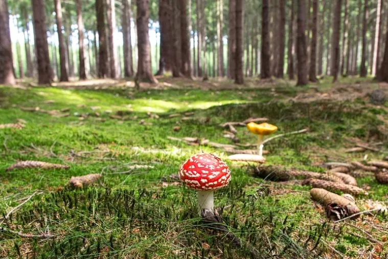 Do božje molekule na psihodeličnom odmoru