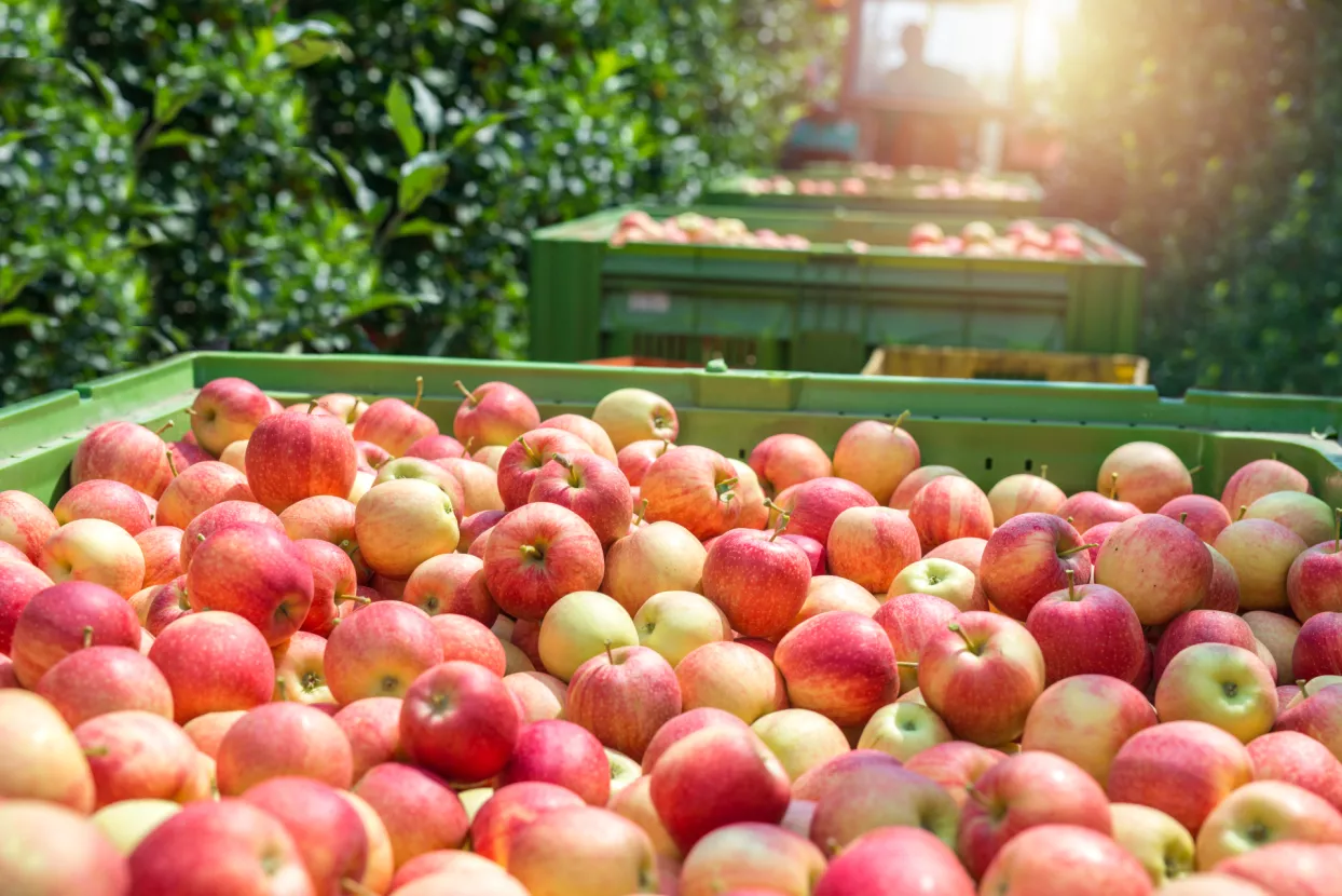 ENNA Fruit će ove godine otkupiti preko 10.000 tona domaće jabuke