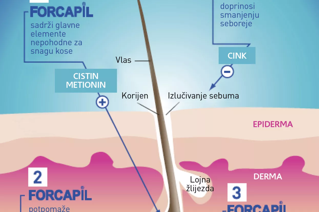 Forcapil&reg; Anti-chute osigurava trostruko djelovanje: rast, snagu i elastičnost