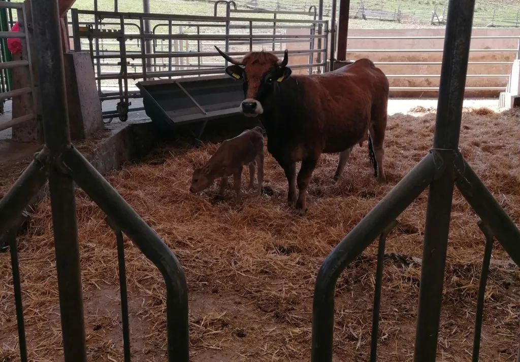 Natura Beef planira udvostručiti proizvodnju eko mesa i otvoriti jo&scaron; dva maloprodajna mjesta