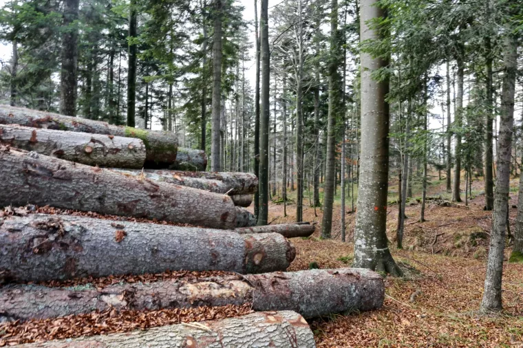 NOVA SIROVINSKA ZAMKA: Jačanje drvne industrije i novi načini primjene drva vode u 'drvnu krizu'