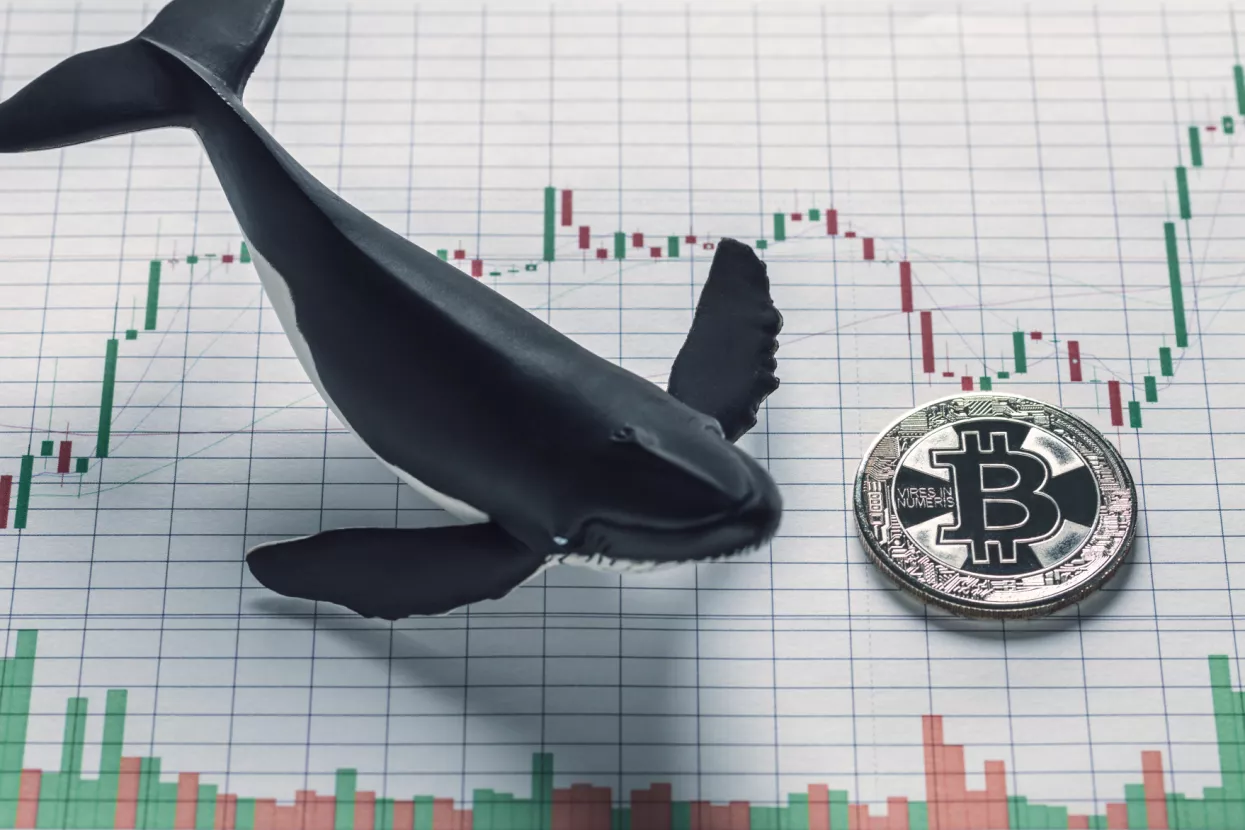 &Scaron;to je bitcoin whale praćenje?