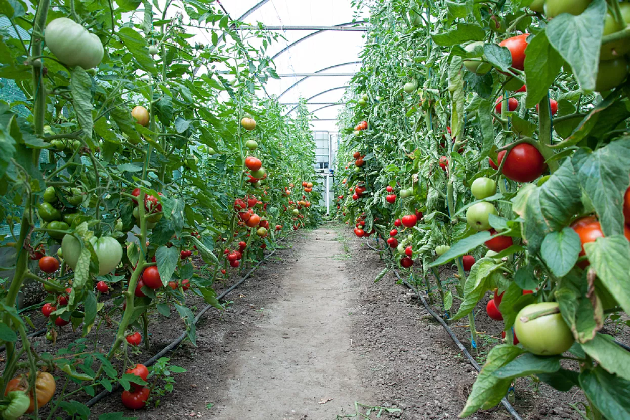 rajčice, rajčica, plastenik, staklenik, poljoprivreda, poljoprivredna proizvodnja