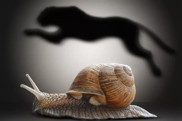 Snail with cheetah shadow. Concept graphic in soft vintage style<br>prerađivačka industrija
