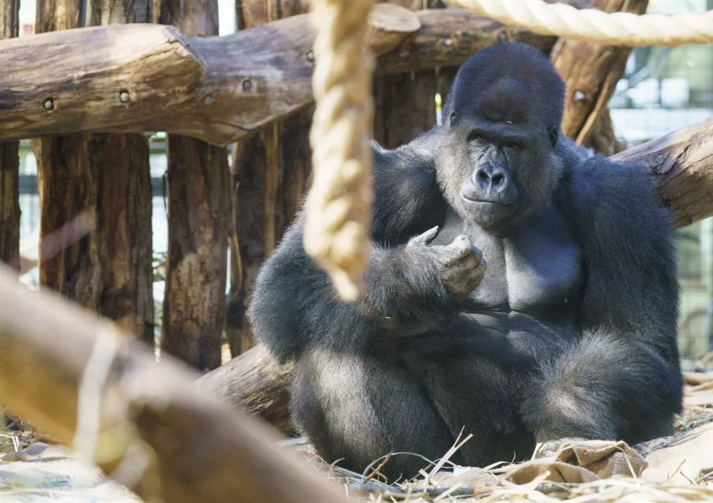 gorilla Kiburi 
