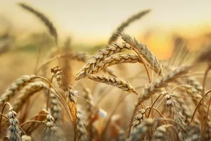 Ukupni izvoz agri roba iz Rusije u 2023. nadma&scaron;it će rekordni iz 2018. godine