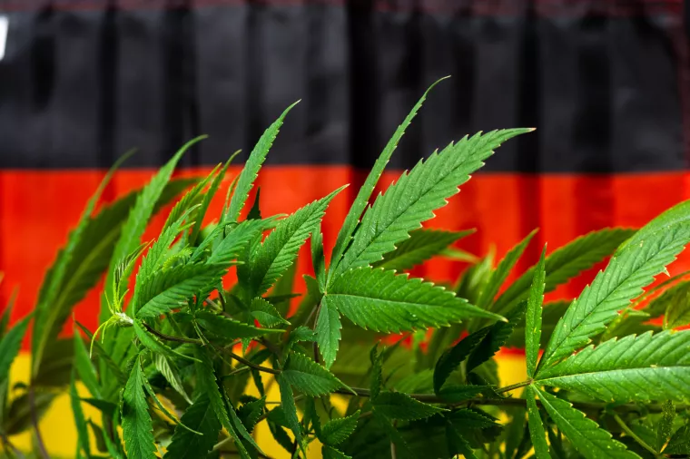 kanabis, nejmačka, konoplja, marihuana, genz, gablec, joint