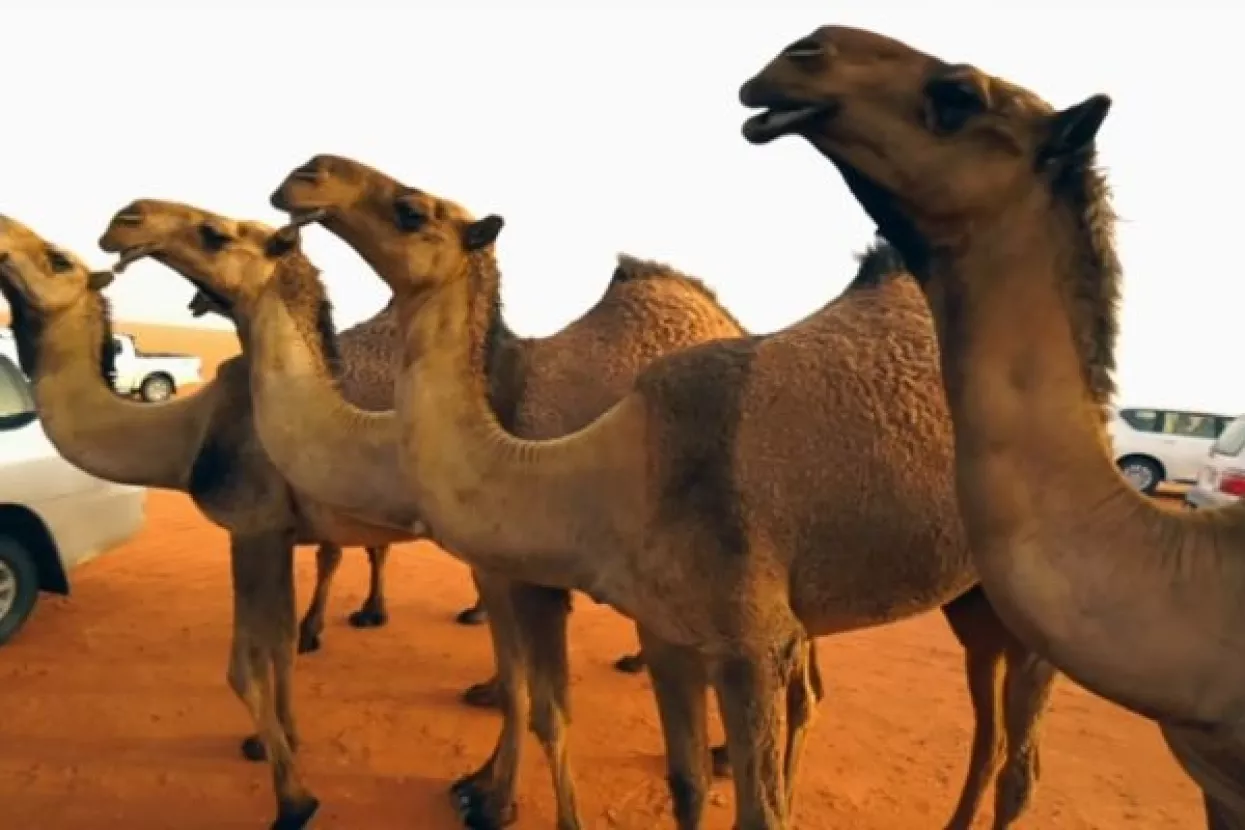 Novo trži&scaron;te: U Dubaiju cvate biznis kloniranja deva
