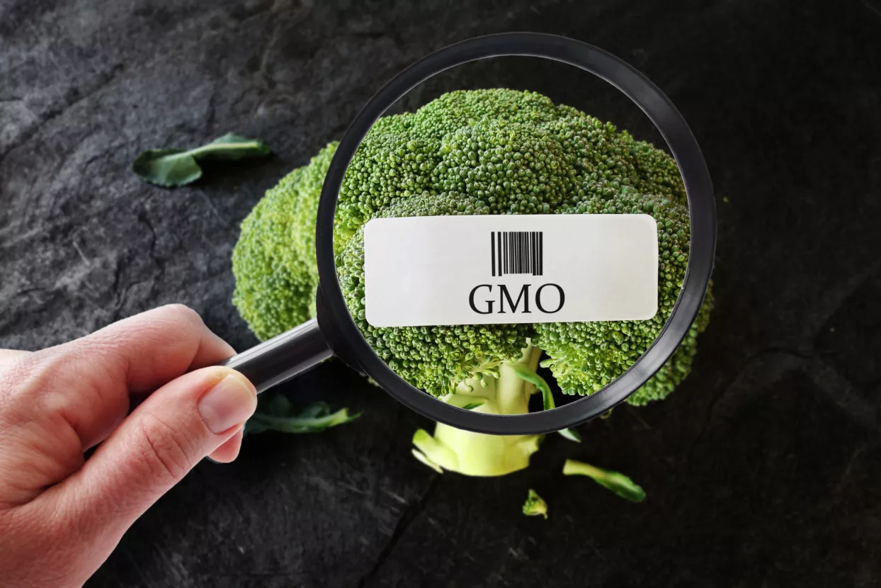 gmo free   