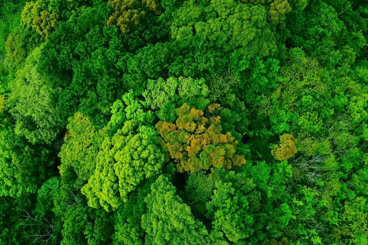&scaron;uma, ugljična kompenzacija, ugljični offset