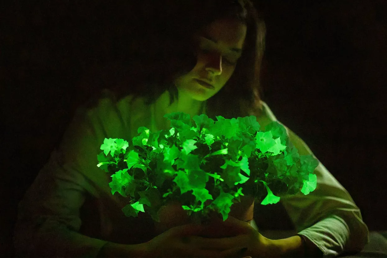 Genetski uređene petunije proizvode neonsko zelenu nijansu zahvaljujući dodatku DNK iz vrste bioluminiscentne gljive nazvane Neonothopanus nambi koja se obično nalazi u tropskim &scaron;umama
